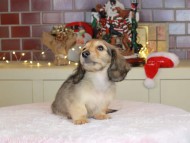 Kaninchen_Dachshund-9888