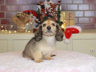 Kaninchen_Dachshund-9889 Kaninchen_Dachshund-9889