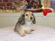 Kaninchen_Dachshund-9894