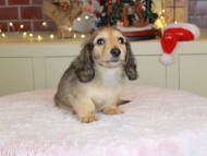 Kaninchen_Dachshund-9896 Kaninchen_Dachshund-9896