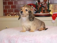 Kaninchen_Dachshund-9909