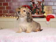 Kaninchen_Dachshund-9910