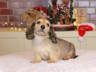 Kaninchen_Dachshund-9915