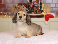 Kaninchen_Dachshund-9916