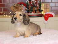 Kaninchen_Dachshund-9917 Kaninchen_Dachshund-9917