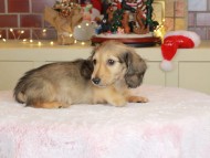 Kaninchen_Dachshund-9923