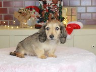 Kaninchen_Dachshund-9925