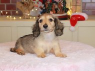 Kaninchen_Dachshund-9940
