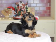 Kaninchen_Dachshund-9951