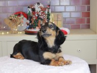 Kaninchen_Dachshund-9952 Kaninchen_Dachshund-9952