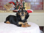 Kaninchen_Dachshund-9956