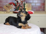 Kaninchen_Dachshund-9957