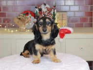 Kaninchen_Dachshund-9966
