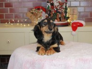 Kaninchen_Dachshund-9972