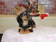 Kaninchen_Dachshund-9974