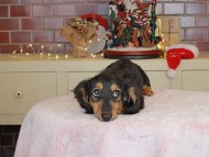 Kaninchen_Dachshund-9980