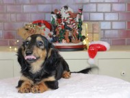 Kaninchen_Dachshund-9991
