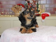 Kaninchen_Dachshund-9998