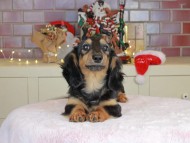 Kaninchen_Dachshund-9999