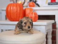 Kaninchen_Dachshund-_7632 Kaninchen_Dachshund-_7632
