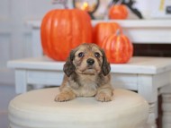 Kaninchen_Dachshund-_7637