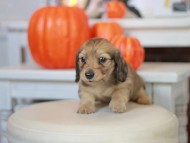 Kaninchen_Dachshund-_7650