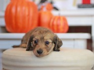Kaninchen_Dachshund-_7671