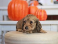 Kaninchen_Dachshund-_7675 Kaninchen_Dachshund-_7675