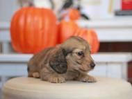 Kaninchen_Dachshund-_7677
