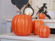 Kaninchen_Dachshund-_7697