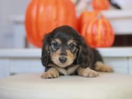 Kaninchen_Dachshund-_7702