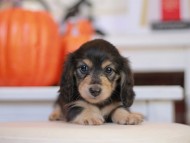 Kaninchen_Dachshund-_7733