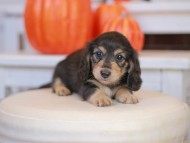 Kaninchen_Dachshund-_7744