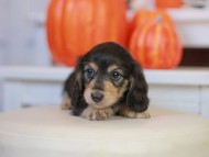 Kaninchen_Dachshund-_7749