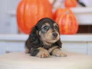 Kaninchen_Dachshund-_7754