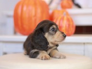 Kaninchen_Dachshund-_7756