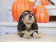 Kaninchen_Dachshund-_7764