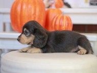 Kaninchen_Dachshund-_7768