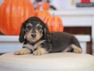 Kaninchen_Dachshund-_7777