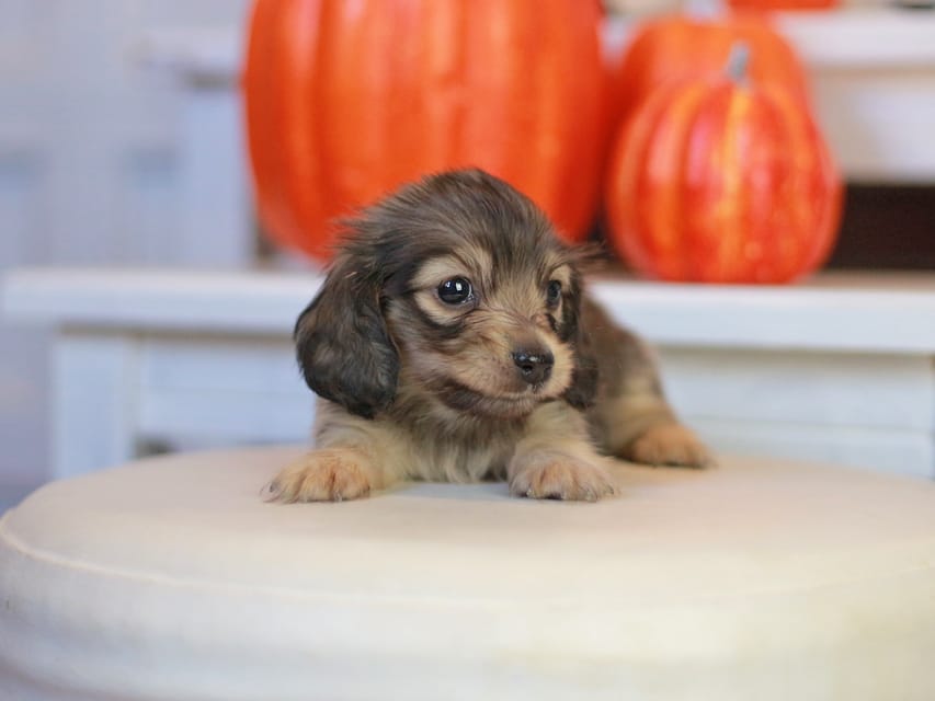 カニンヘン ダックスフンド ピアノ&スカッシュの子犬 シェーデットイエロー（シェーデットクリーム） 女の子