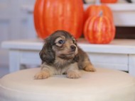 Kaninchen_Dachshund-_7785
