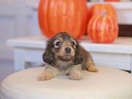 Kaninchen_Dachshund-_7788