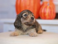 Kaninchen_Dachshund-_7800