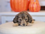 Kaninchen_Dachshund-_7802 Kaninchen_Dachshund-_7802