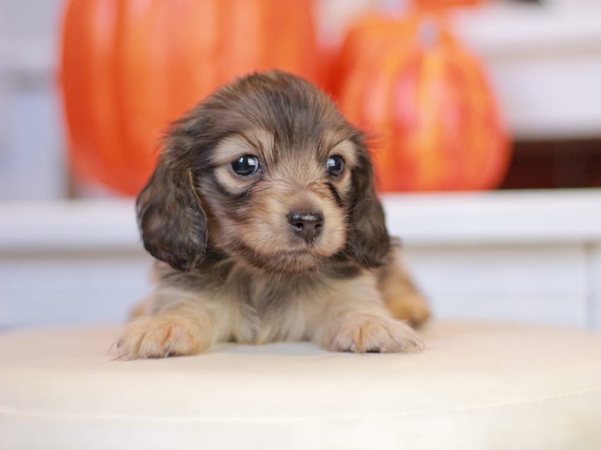 カニンヘン ダックスフンド ピアノ&スカッシュの子犬 シェーデットイエロー（シェーデットクリーム） 女の子