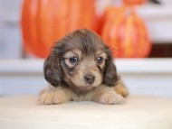 Kaninchen_Dachshund-_7809 Kaninchen_Dachshund-_7809