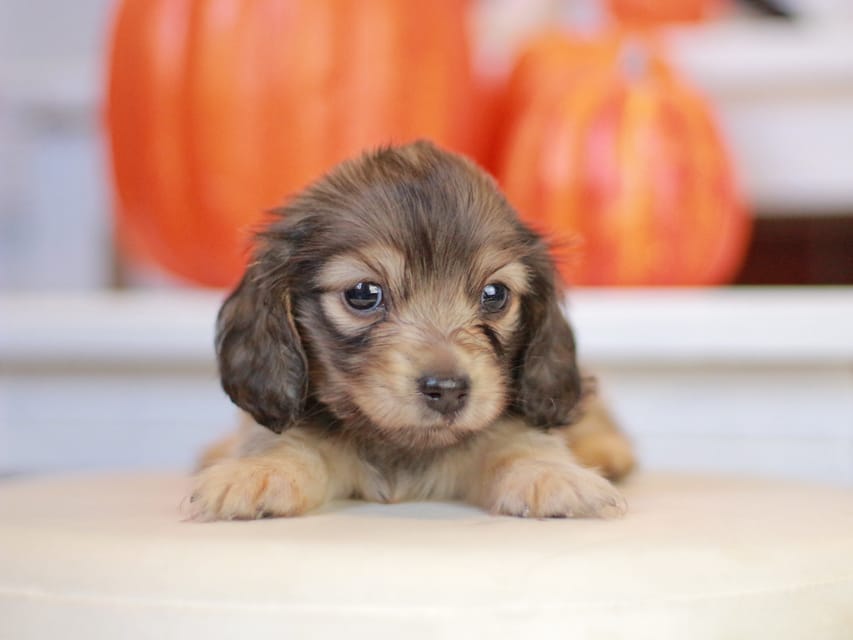 カニンヘン ダックスフンド ピアノ&スカッシュの子犬 シェーデットイエロー（シェーデットクリーム） 女の子