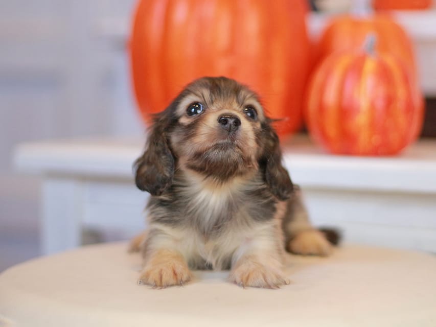 カニンヘン ダックスフンド ピアノ&スカッシュの子犬 シェーデットイエロー（シェーデットクリーム） 女の子