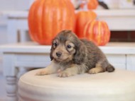 Kaninchen_Dachshund-_7822
