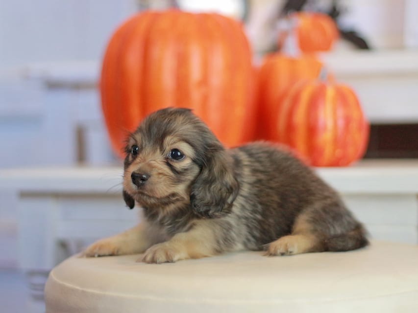 カニンヘン ダックスフンド ピアノ&スカッシュの子犬 シェーデットイエロー（シェーデットクリーム） 女の子